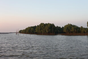 黄昏下的水域与岸边树林