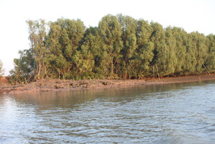 河畔绿树成荫的美丽景致