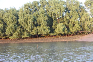 河畔绿树成荫的自然景致