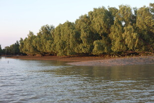 河畔绿树成荫的自然美景