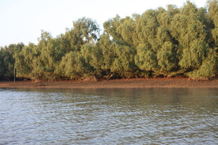 河畔绿树成荫的美丽景致