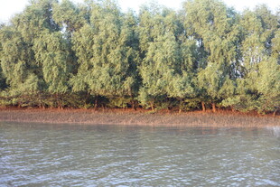 河岸茂密树林景观