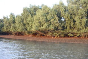 河畔绿树成荫的自然景致