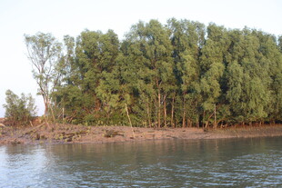 河畔绿树成荫的自然美景