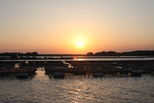 夕阳下的宁静水边景象
