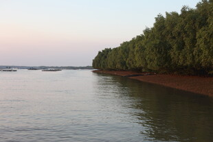 河畔绿树成荫的宁静风光