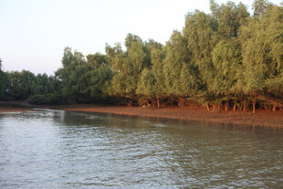 河畔绿树成荫的美丽景致