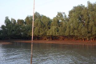 河畔绿树成荫的静谧风光