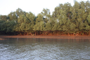 河畔绿树成荫的自然景致