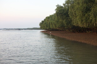 河畔绿树成荫的宁静风光