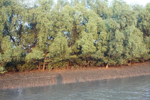 河畔绿树成荫的自然景致