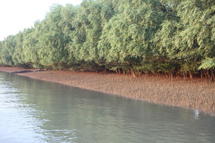 河岸红树林景观