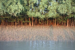 河岸茂密树林与水面景观