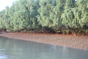 河岸茂密树林与平静水面