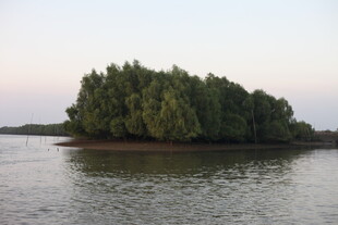 湖中小岛绿树成荫