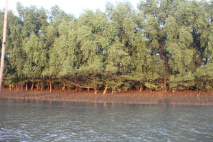 河畔绿树成荫的自然景致