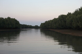 宁静河畔绿树映于波光中