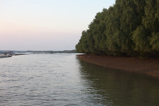 河畔绿树成荫的宁静风光