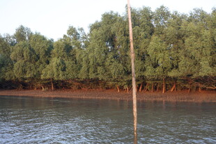 河畔绿树水中孤杆之景