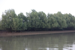 河岸绿树成荫的静谧景象