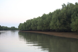 河畔绿树成荫的宁静风光