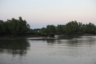 宁静河畔的葱郁树林