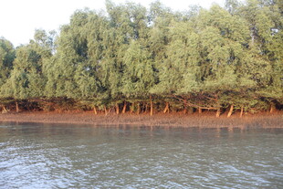 河畔绿树成荫的自然景致