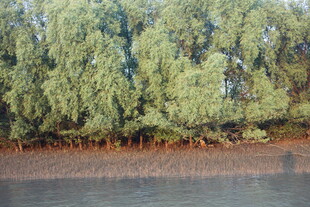 河畔绿树成荫的自然景致