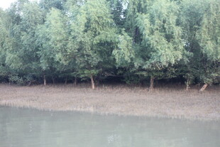 河岸绿树成荫景观