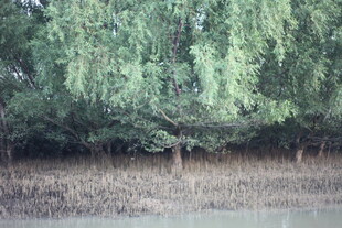 绿树成荫的自然景致