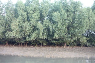 河畔绿树成荫的自然景致