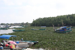 水乡停泊的多彩船只