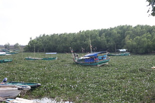 水上绿植间停泊的小船