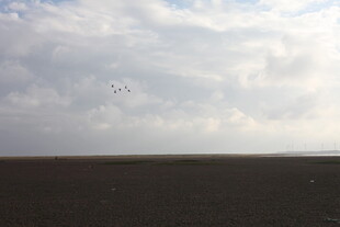 广阔天地间的空中飞鸟