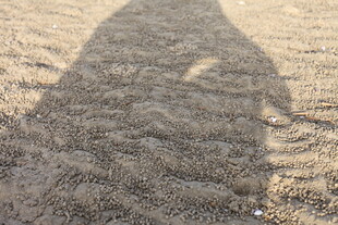 沙滩上的人影轮廓