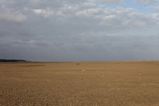 广袤金黄田野与天际云朵