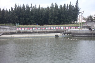 河边桥梁与茂密树林景观