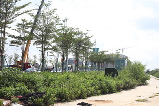 海岸绿化施工场景