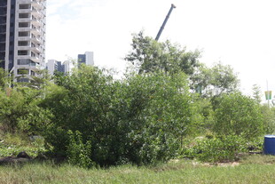 城市中的绿植景观