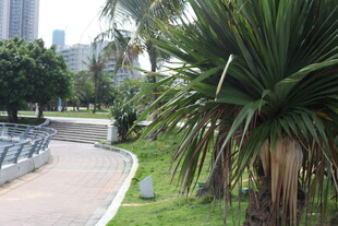 城市公园中的绿植景观