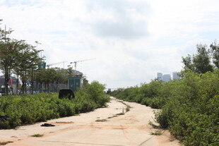 荒废小路旁的绿植景观