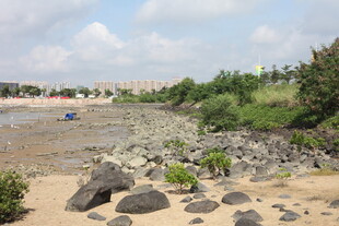 海岸边的沙石与绿植景观