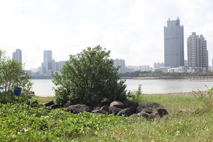 城市河畔绿植与石景景观