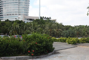 城市中的绿植景观