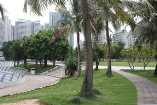 城市公园中的椰树与步道