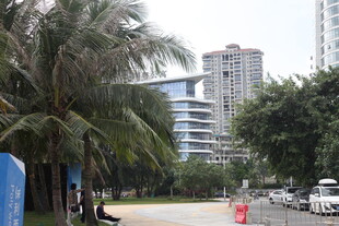 城市街道旁的棕榈树景观