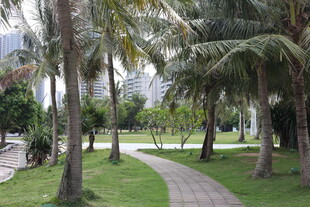 椰树环绕的林间小径