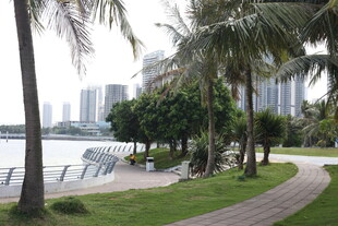 海滨椰林旁的休闲步道