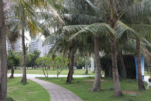 椰林环绕的清幽小径