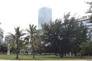 城市公园中的绿树与高楼